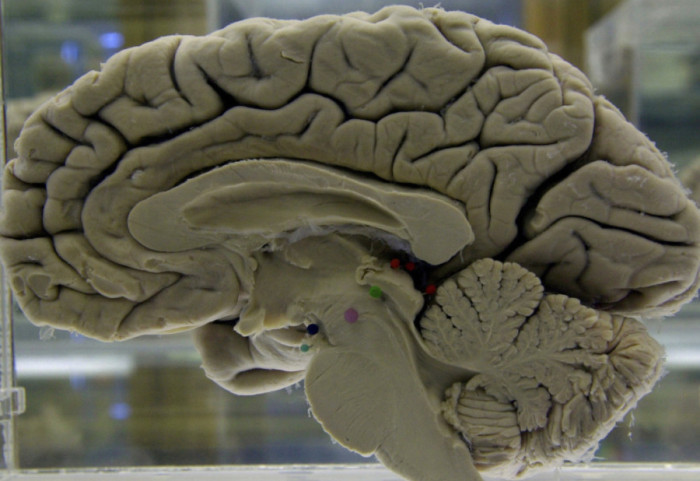 Adoleshenca zgjat deri në të 30-tat, e zbulon studimi i ri