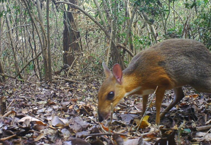 Klasifikimi i kafshëve më besnike (përfshirë edhe njeriun): në vendin e parë është miu-drer
