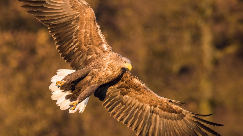 Rishfaqet në Shqipëri një shpend i zhdukur 25 vite më parë