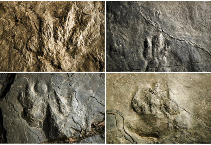 “Lugina e Dinozaurëve” që ruan me mijëra gjurmë