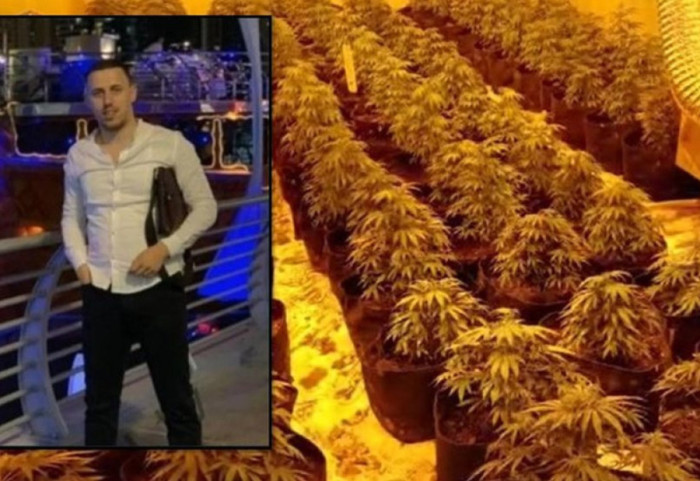 17 vite e 8 muaj burg për vëllain e ish-deputetit të PS dhe dy të tjerë, kthyen stanin në fermë kanabisi