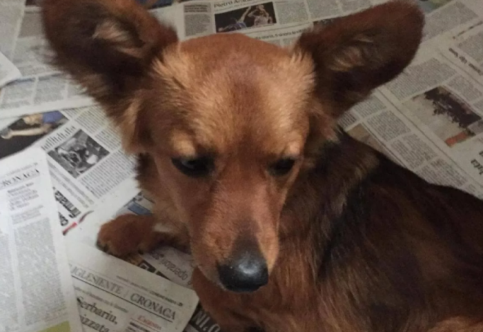 Qeni besnik që preku Italinë, nuk ndahet nga pronari i pajetë për ditë të tëra