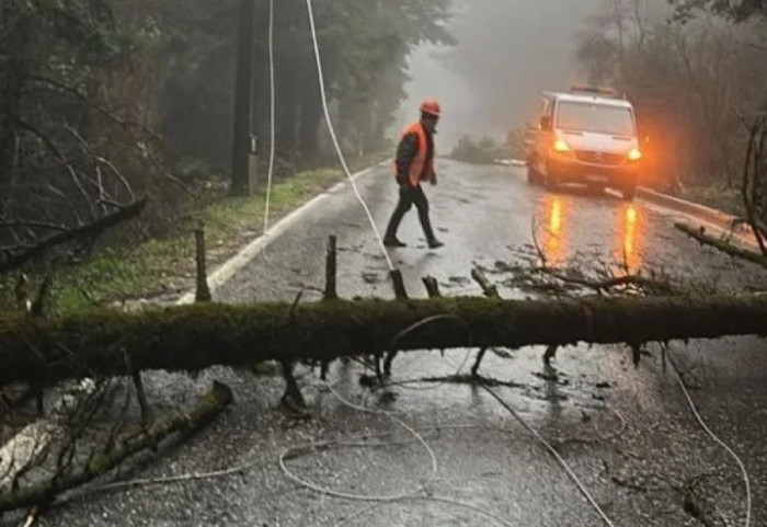 Era e fortë rrëzon pemën, bllokohet qarkullimi në Llogara. Mungon energjia elektrike