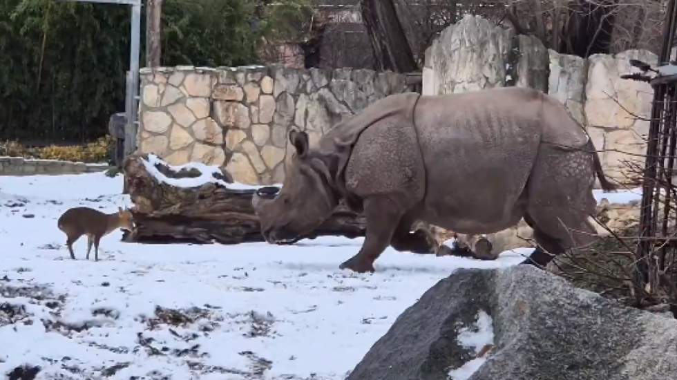 Sfidoi rinocerontin 1,7 ton, dreri guximtar fiton zemrat e publikut