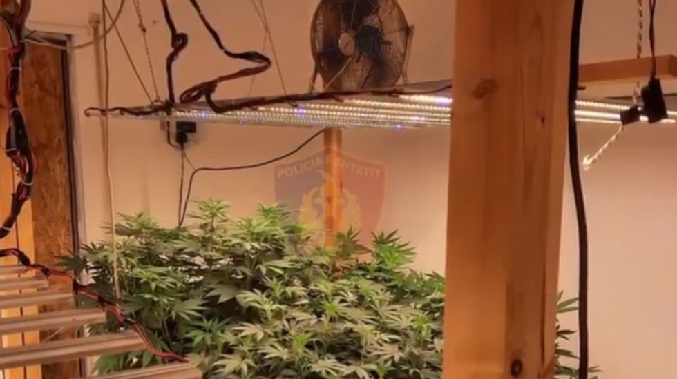 Zbulohet magazina e mbushur me kanabis, gjenden edhe armë zjarri e municione, 2 në pranga