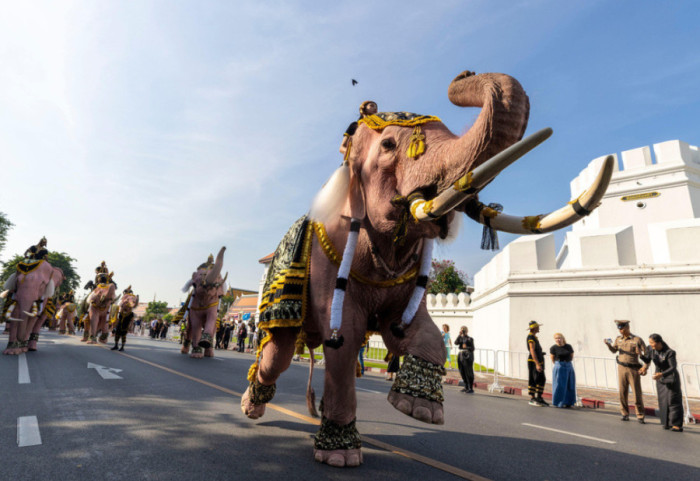 Një shtet i tërë në alarm nga elefanti vrasës, u ka marrë jetën 20 personave në 9 ditë