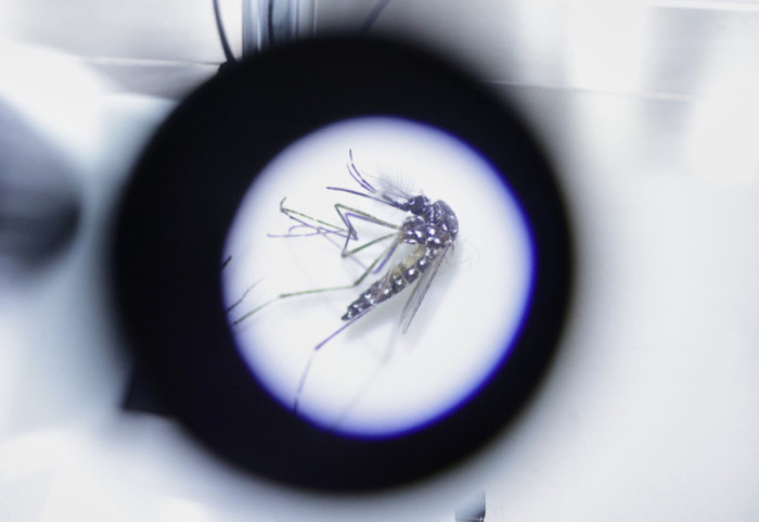 Austria i shpall “luftë bërthamore” mushkonjave