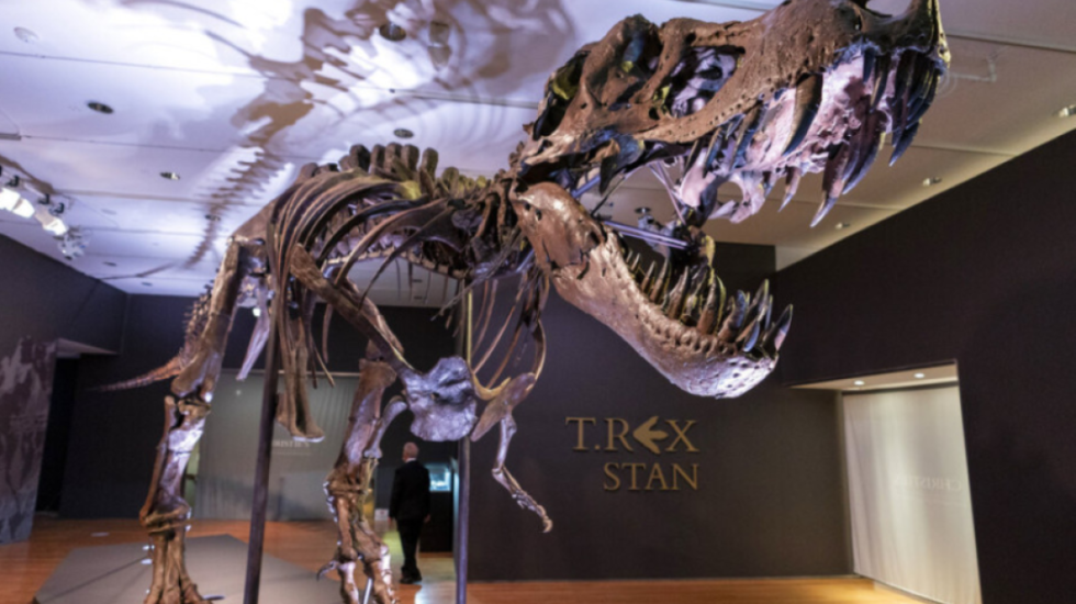 Dinosauri T-rex jetoi në Tokë më gjatë nga sa mendohej, çfarë tregojnë studimet e reja?