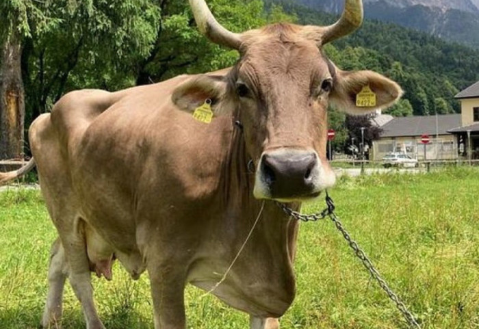 Lopa më e zgjuar në botë ndodhet në Austri, Veronika befason shkencën me veprimet e saj ‘inteligjente’