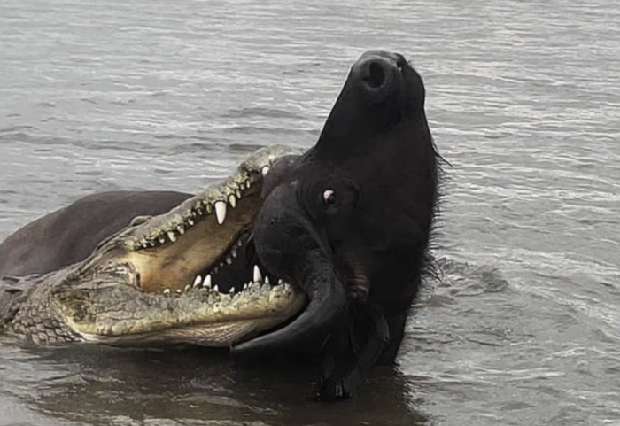 Bualli i shpëton për mrekulli sulmit të krokodilit