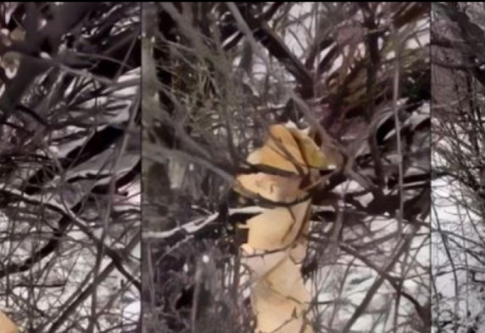 Digjet Kurani në Gjakovë, policia nis hetimet, reagon Bashkësia Islame