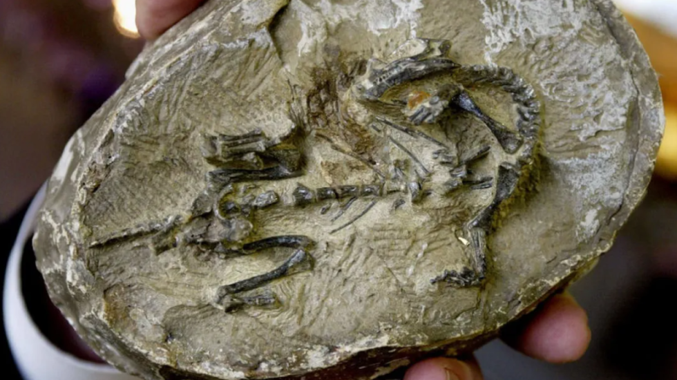 Gjendet "thesari" i fosilizuar, zbulohen kafshë të panjohura që jetuan 500 mln vite më parë në Tokë