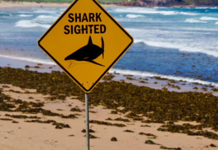 Tragjike në Brazil, peshkaqeni i merr jetën një të mituri