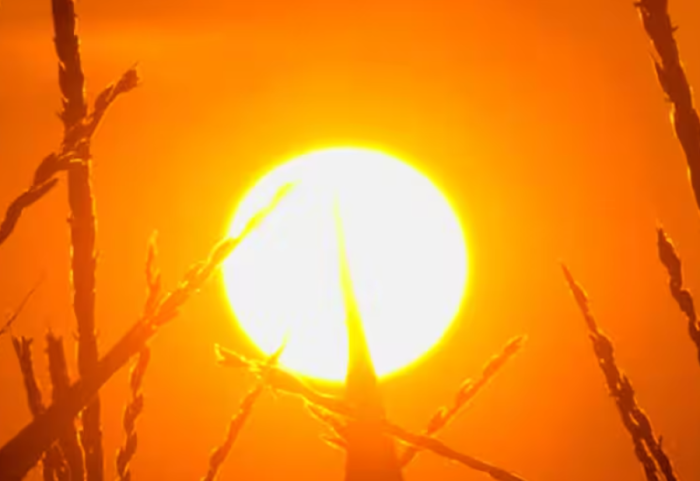 I nxehti shkrin Australinë, temperaturat arrijnë 50 gradë