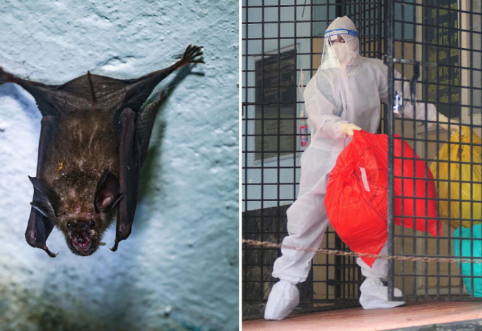 “Rreziku për Europën, i ulët”, Azia mbetet në alarm nga virusi Nipah