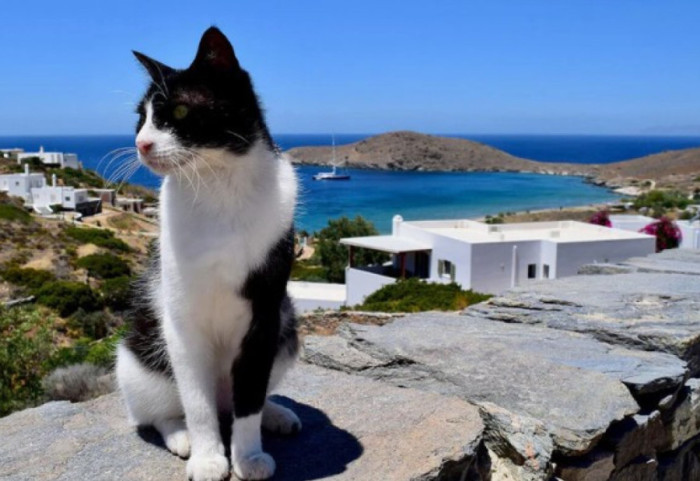 Pushime falas në vilë me pamje nga deti në ishullin grek, ka vetëm një kusht