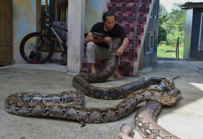 Ky është "Baroni", gjarpri më i gjatë i matur ndonjëherë në natyrë
