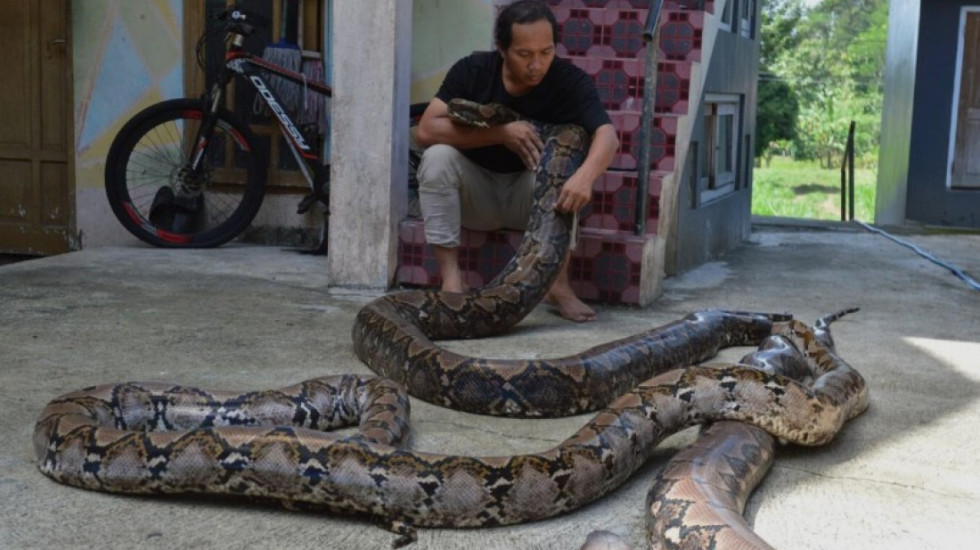 Ky është "Baroni", gjarpri më i gjatë i matur ndonjëherë në natyrë