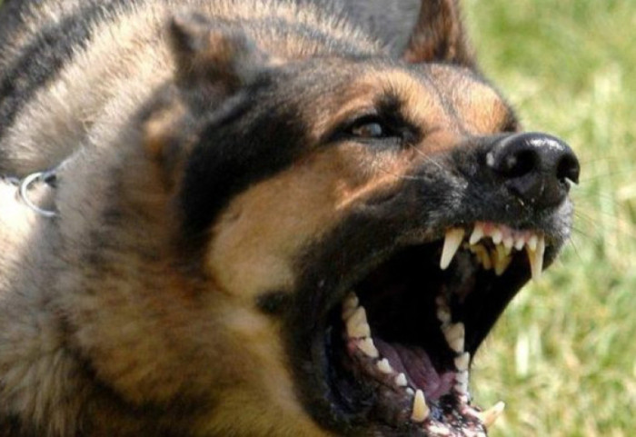 65-vjeçarja në Belsh vdiq nga kafshimi i qenit, arrestohet kunati