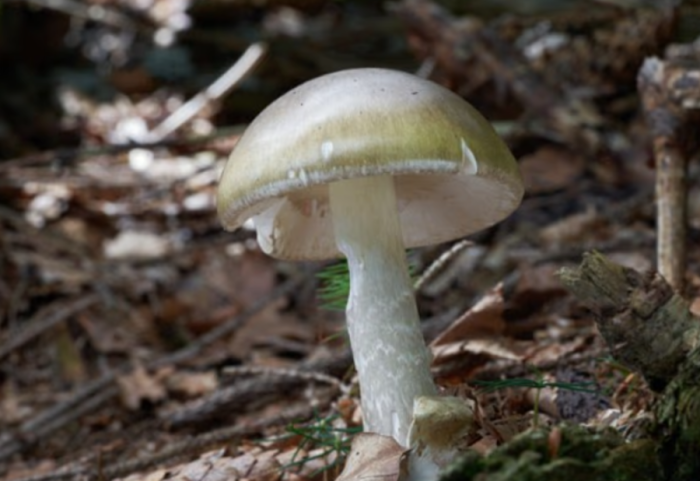 Katër të vdekur nga kërpudhat helmuese, 40 përfundojnë me urgjencë në spital