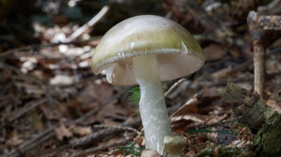 Katër të vdekur nga kërpudhat helmuese, 40 përfundojnë me urgjencë në spital