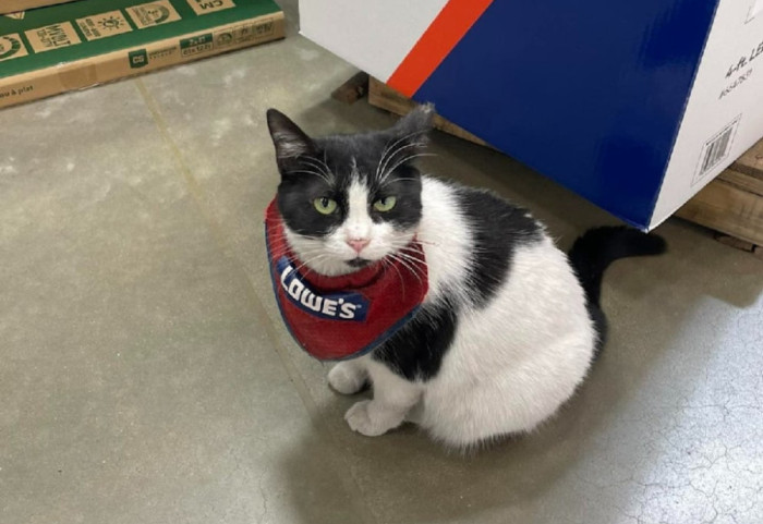 Kompania amerikane pushon macen nga puna, zemërohen klientët