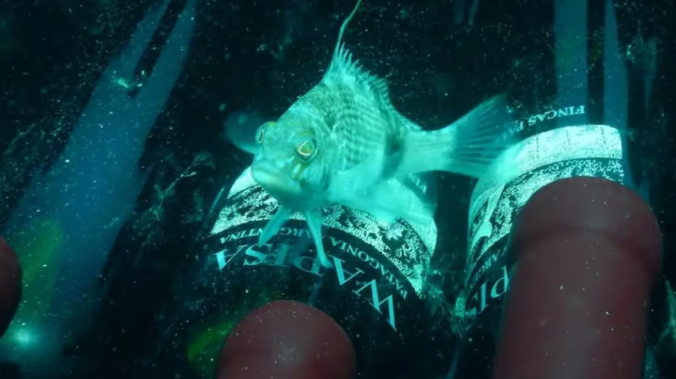 “Thesar” me verë, 800 shishe nxirren nga fundi i detit, cilësia është mahnitëse