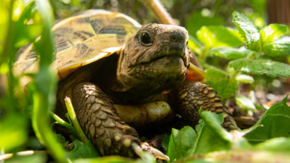 Ndodh në Prespë, breshkat meshkuj abuzojnë me femrat aq sa i shtyjnë të "kryejnë vetëvrasje"