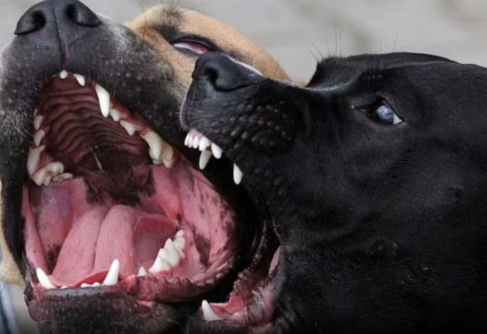 E rëndë në Itali, tre pitbullë hanë trupin e pronarit të vdekur