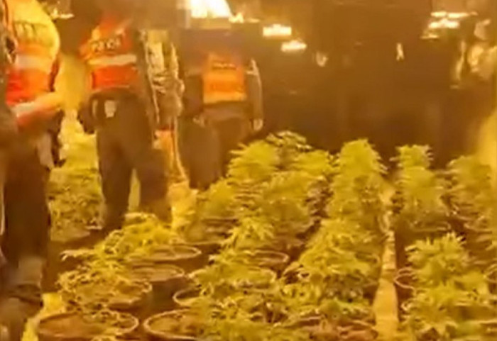 Zbulohet tuneli me mbi 600 bimë kanabisi, arrestohet punonjësi i OSHEE dhe 2 të tjerë në Shkodër