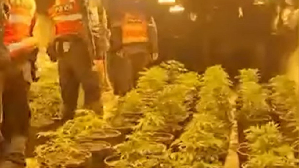 Zbulohet tuneli me mbi 600 bimë kanabisi, arrestohet punonjësi i OSHEE dhe 2 të tjerë në Shkodër