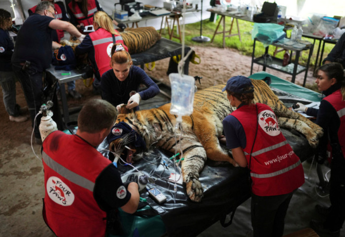 72 tigra ngordhin nga virusi në një kopsht zoologjik në Tajlandë