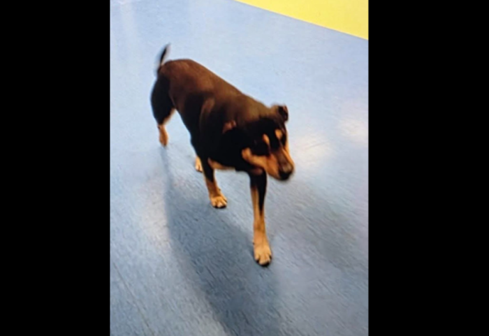 Katërputroshi hero, Diego ndjek për 20 km ambulancën me pronarin e sëmurë