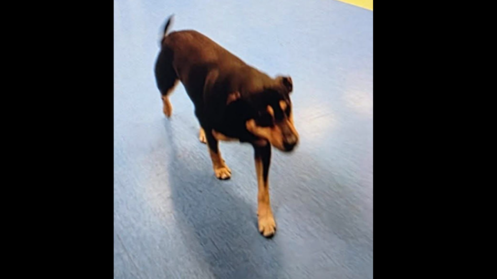 Katërputroshi hero, Diego ndjek për 20 km ambulancën me pronarin e sëmurë