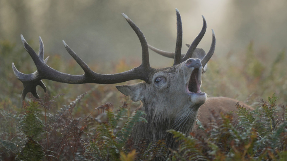 E sulmon dhe e godet në gjoks, dreri i merr jetën çiklistit