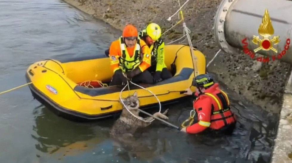 Aksion i guximshëm në Itali, zjarrfikësit shpëtojnë ujkun që po mbytej