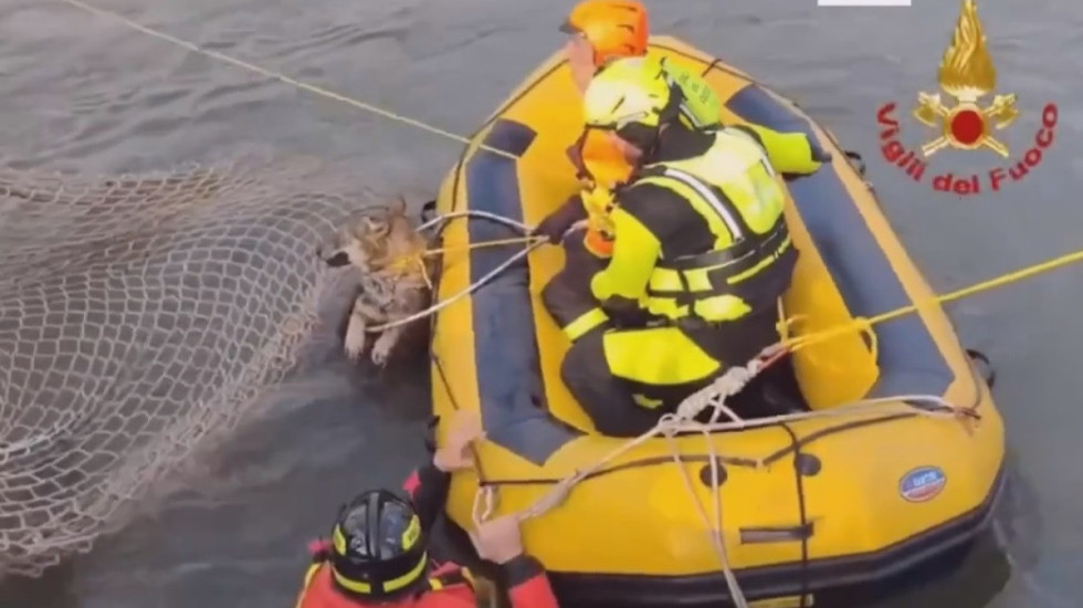 VIDEO- Itali, zjarrfikësit shpëtojnë nga mbytja...një ujk
