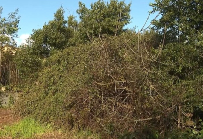 I moshuari shqiptar shkoi të vidhte manaferra dhe vdiq në pus, 6 muaj burg pronarit italian të tokës