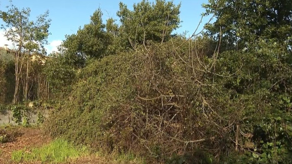 I moshuari shqiptar shkoi të vidhte manaferra dhe vdiq në pus, 6 muaj burg pronarit italian të tokës