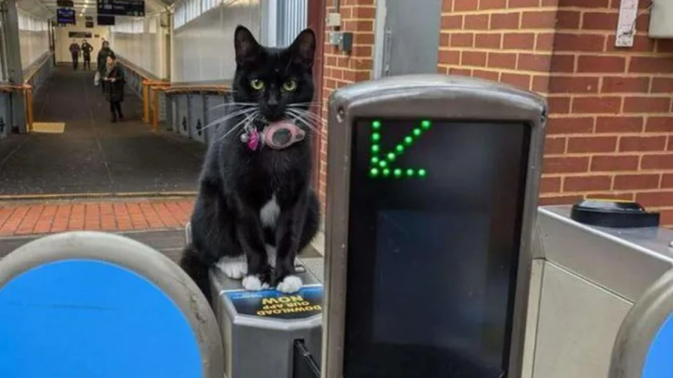 Macja që mori trenin e vetme dhe bëri një udhëtim prej gati 30 kilometrash