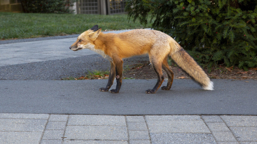 Dhelpra hipën fshehurazi në një anije në Angli dhe mbërrin në Nju Jork