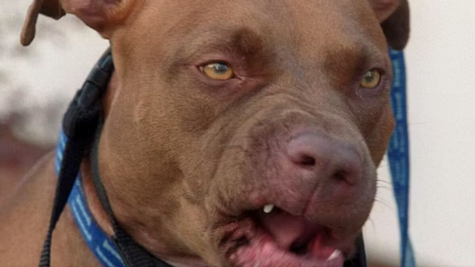 E kafshojnë pitbullët e tij, në gjendje të rëndë një person në Itali