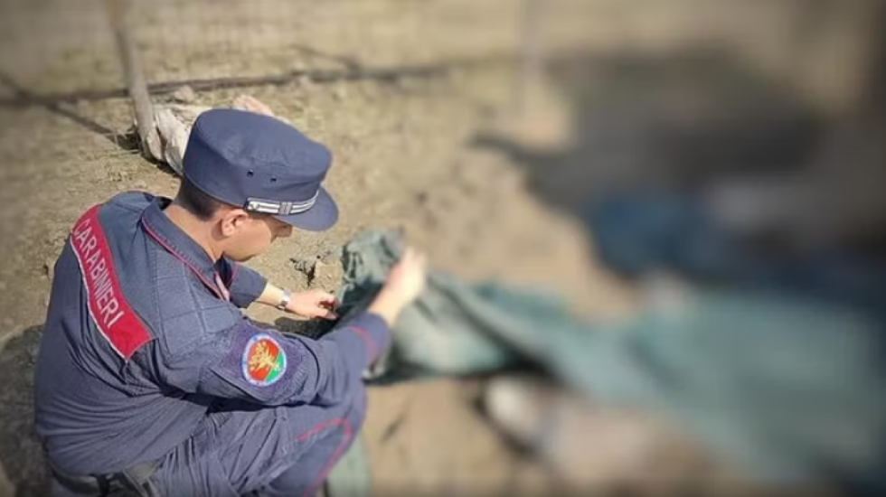 Zbulohet “ferma e tmerrit”: Kafshë të keqtrajtuara dhe kufoma në dekompozim