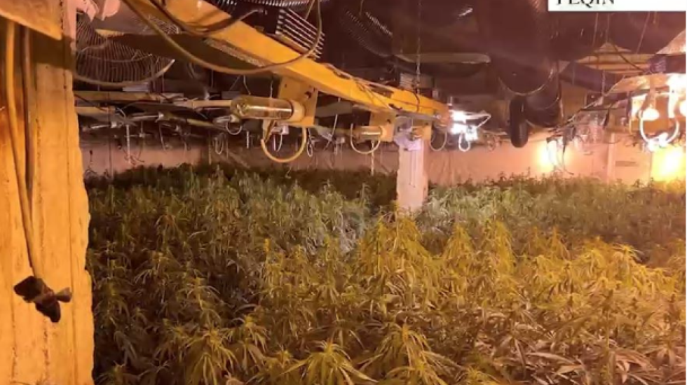 Magazina me kanabis, në kërkim vëllai i drejtorit të burgut të Rrogozhinës, arrestohet faturisti i OSHEE