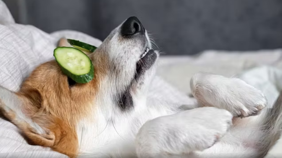 Çmenduria e re në Nju Jork, 1000 dollarë për trajtim kozmetik për qenin