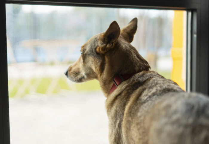 Pse qeni e pret pronarin e tij te dera?