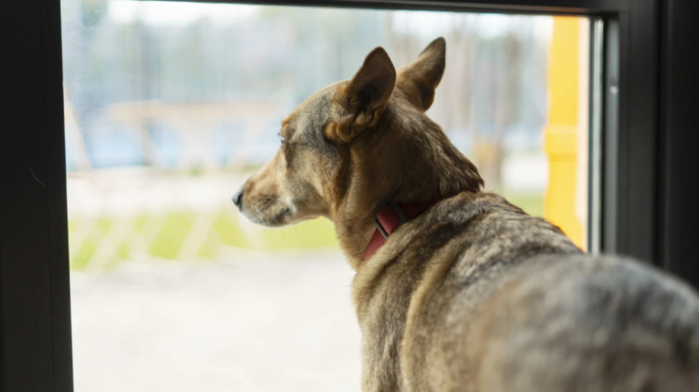 Pse qeni e pret pronarin e tij te dera?