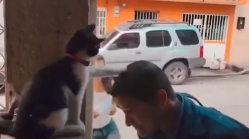 Macja e “shenjtë” me emrin Coco, “bekon” besimtarët kur hyjnë në kishë