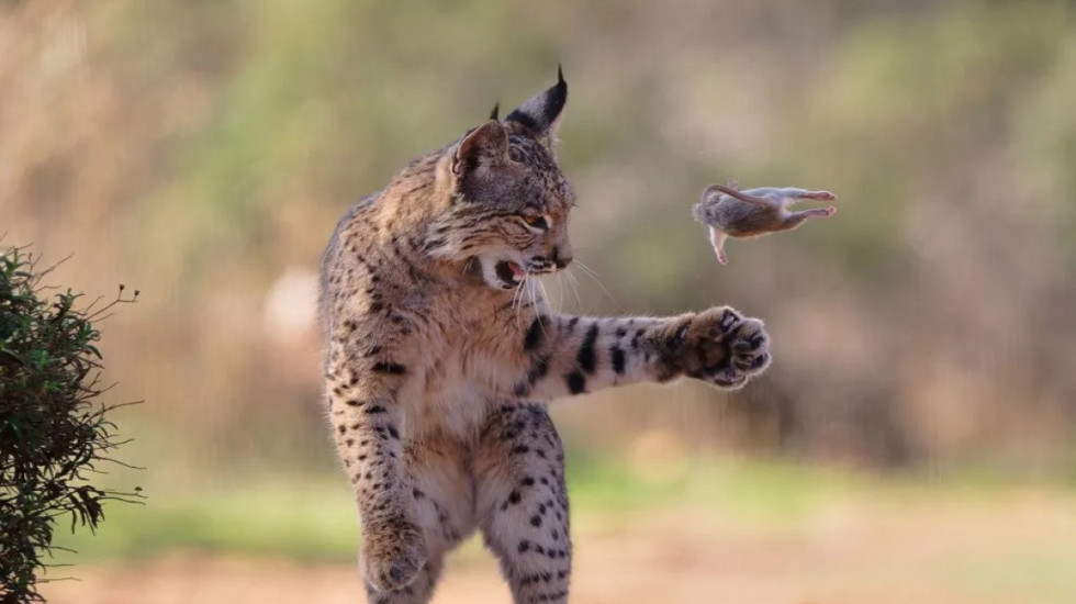Rrëqebulli lozanjar rrëmben çmimin kryesor në konkursin e fotografive