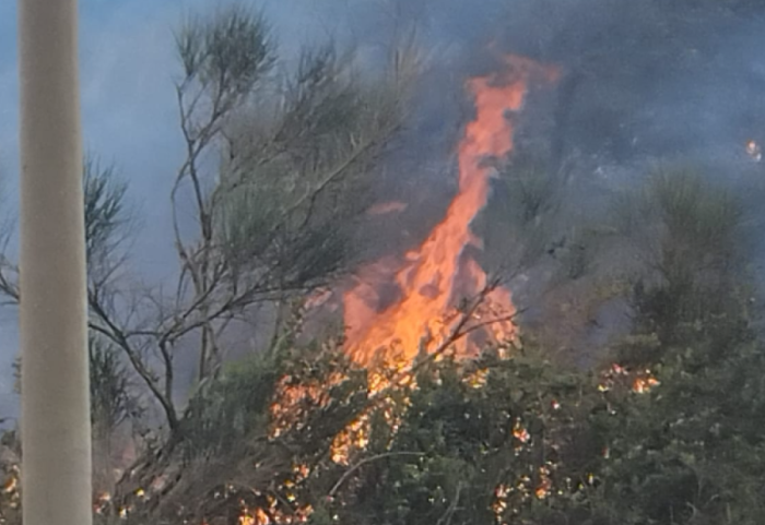 Vatër zjarri në Vlorë, digjet një sipërfaqe e konsiderueshme me pyje